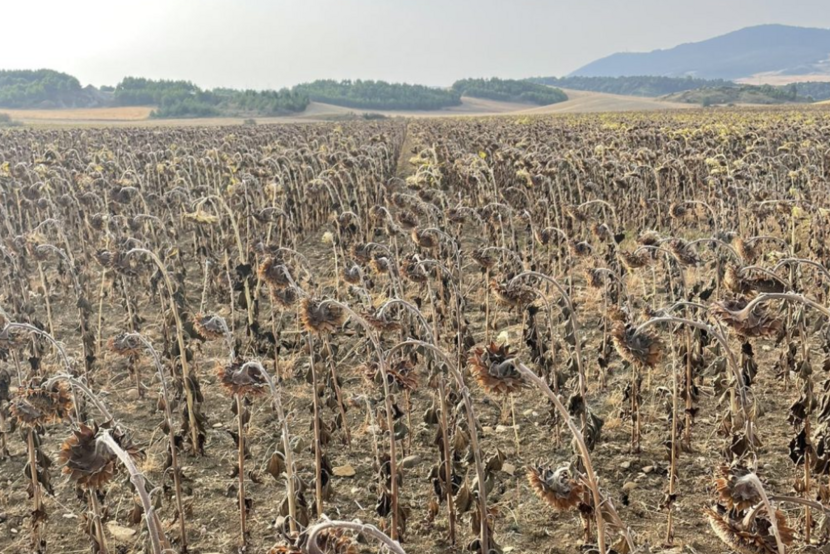 Suša u Španiji se odrazila na 60 posto ruralnog područja