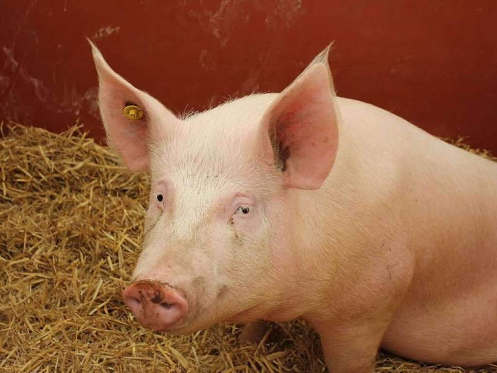U Distriktu proglašeno stanje prirodne nesreće zbog afričke svinjske kuge