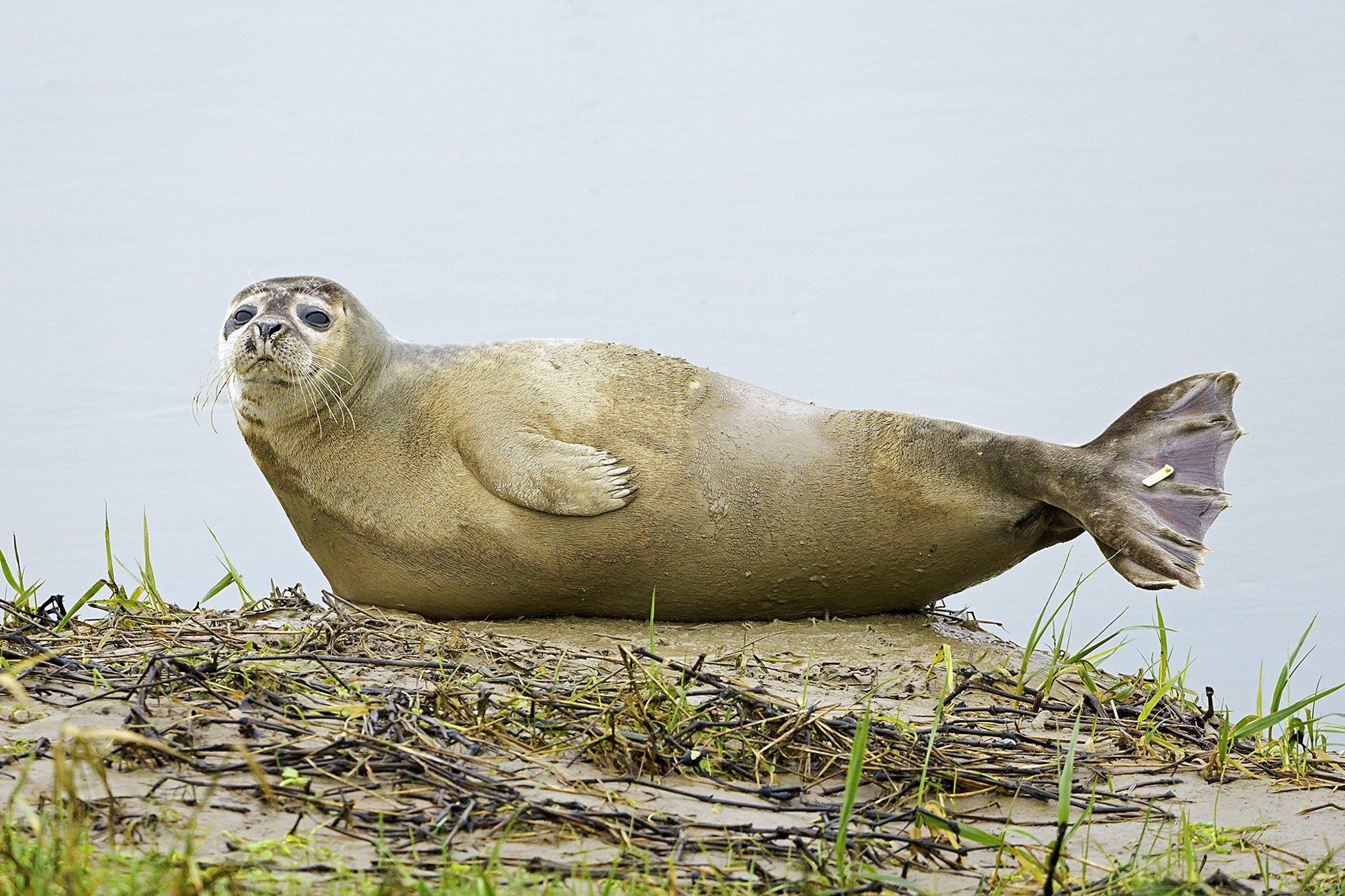 Foke sve prisutnije na belgijskoj obali
