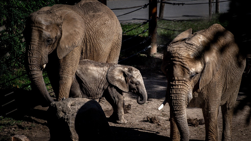 Danas se obilježava Svjetski dan slonova
