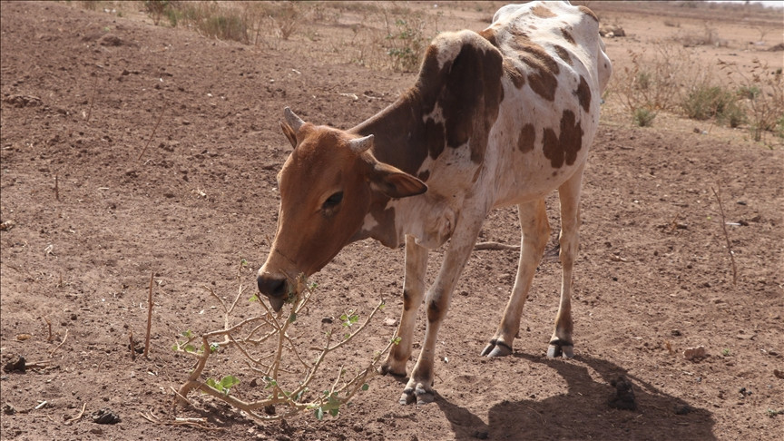 Ekstremne vrućine i vlaga izazvali pomor stoke u Kanzasu