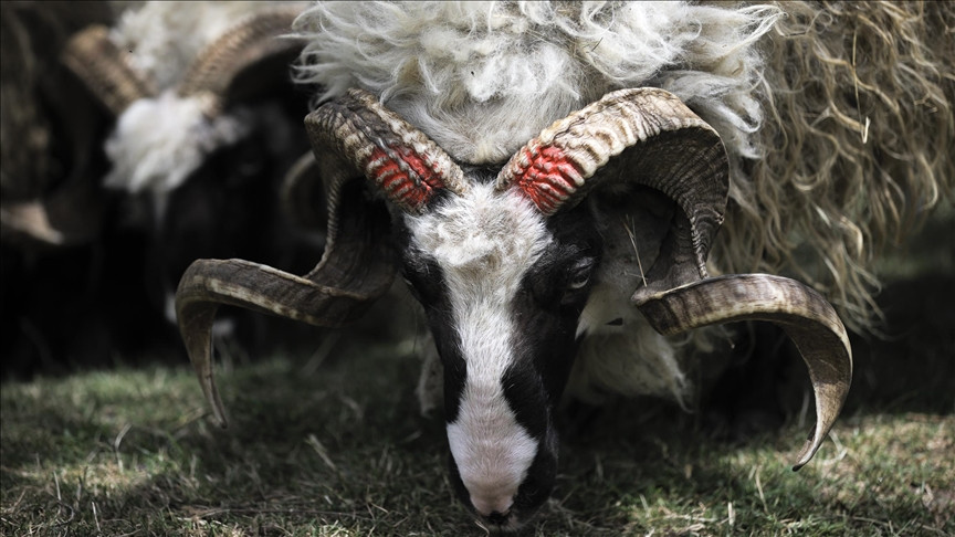 Islamska zajednica u BiH: Prošle godine žrtvovano više od 30.000 kurbana, očekuje se da će ta brojka biti premašena