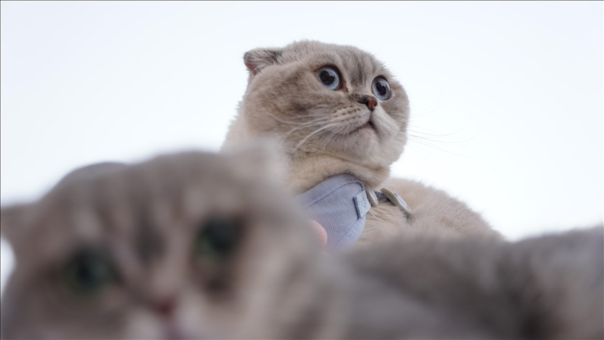 Festival ljepote mačaka u Iraku privukao stotine posjetilaca