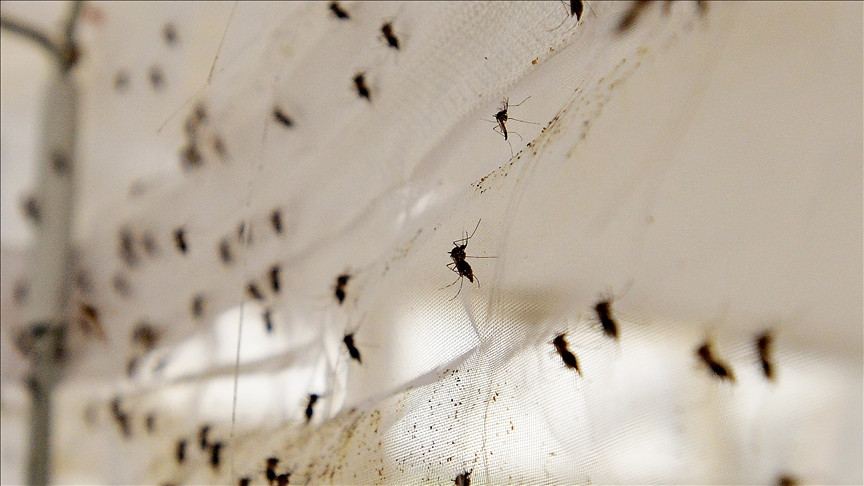 Evropske zemlje suočene s rastućom prijetnjom bolesti koje prenose komarci