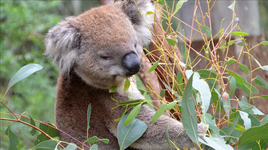 Australija će potrošiti 35 miliona dolara za zaštitu koala