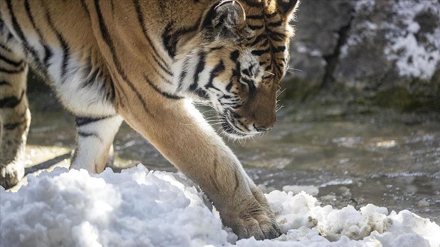 Japan: U napadu tigra troje povrijeđenih, jedna osoba u teškom stanju