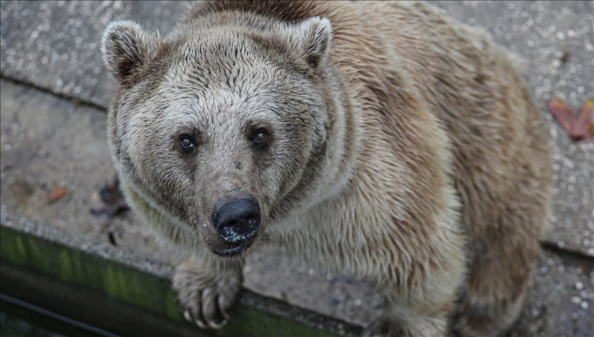 Japan: Ubijen medvjed koji je dva dana proveo u supermarketu