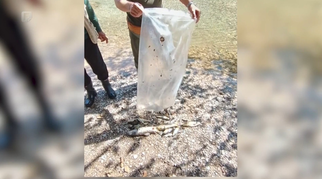 Trovanje hemikalijama? Tužilaštvo istražuje pomor ribe kod HE Ulog