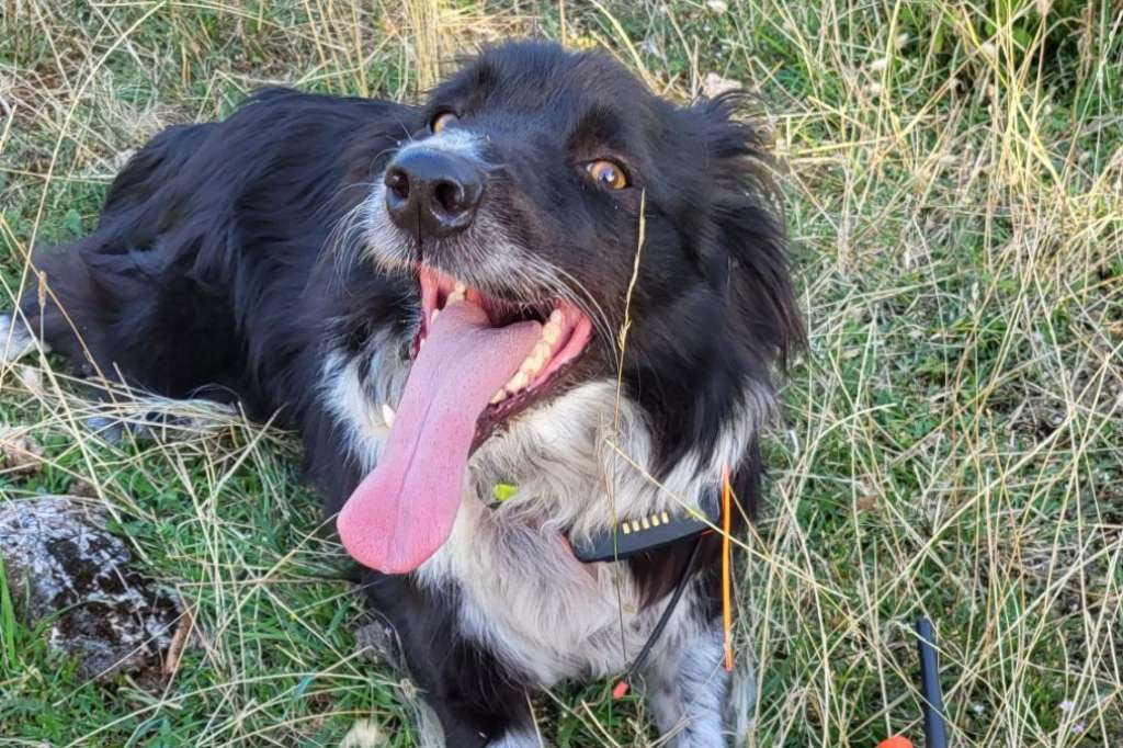 Potražni pas pronašao nestalu osobu na Križevcu