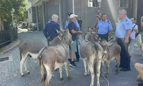 Advokat doveo četiri magarca ispred Skupštine Kosova u znak protesta