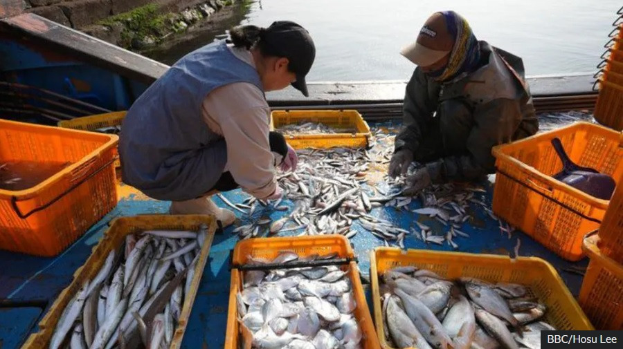 Ribarima u Južnoj Koreji i dalje prijeti smrt: Da li su klimatske promjene uzrok?