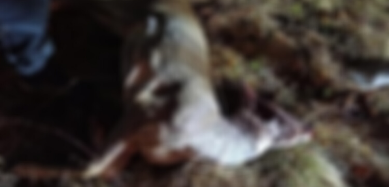 Krivolovci ubili dvije srne i pucali na ljude u vikendici