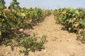 Visoke tropske vrućine uništile gotovo potpuno brčanske poljoprivrednike