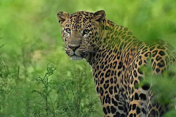 Leopard usmrtio sedmogodišnju djevojčicu u Indiji