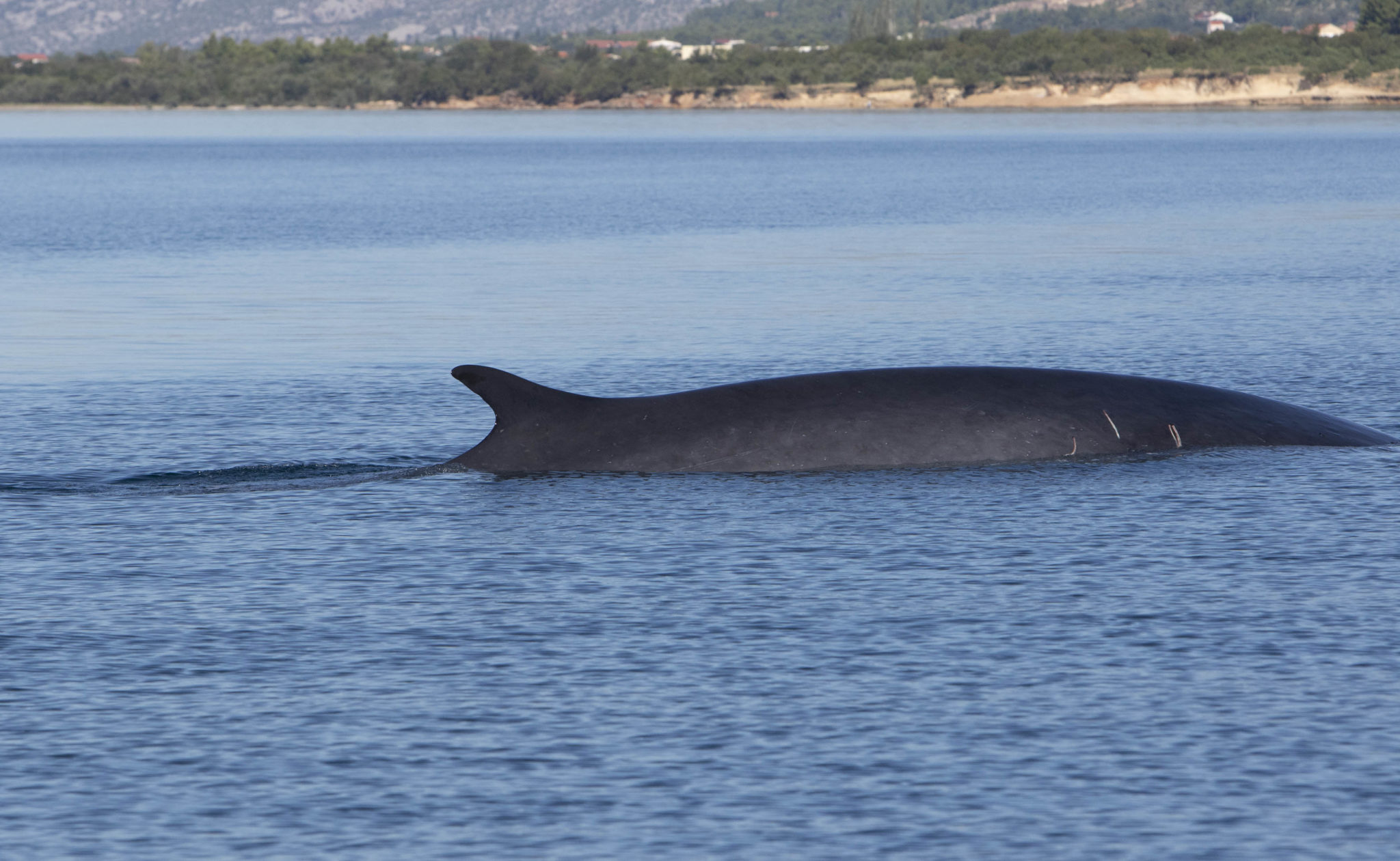 Kit dug 15 metara snimljen u Jadranskom moru