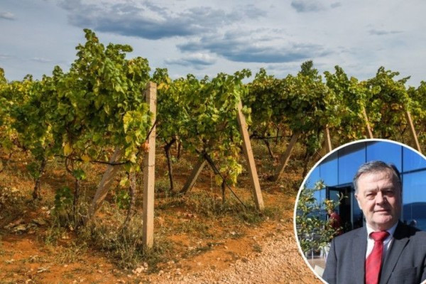 Razvoj vinarstva na čekanju zbog nedonošenja zakona