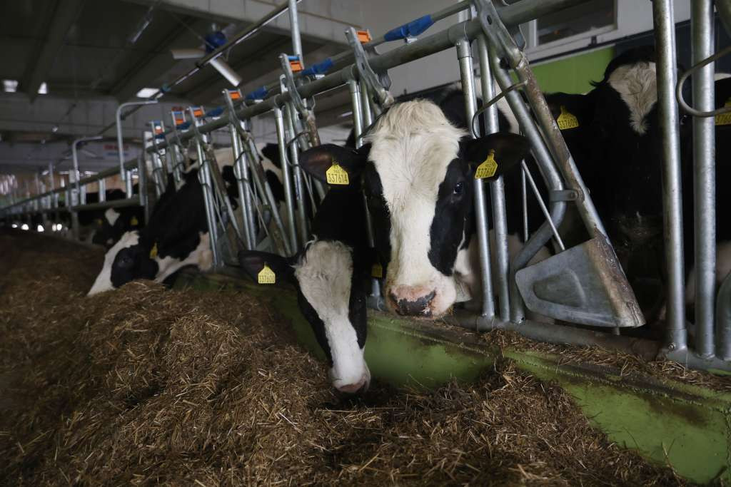 Bruceloza u Vogošći: Krizni štab zatražio hitnu reakciju kantonalnih institucija