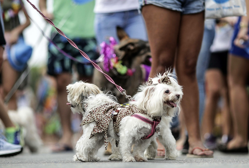 U Riju održan karneval za pse