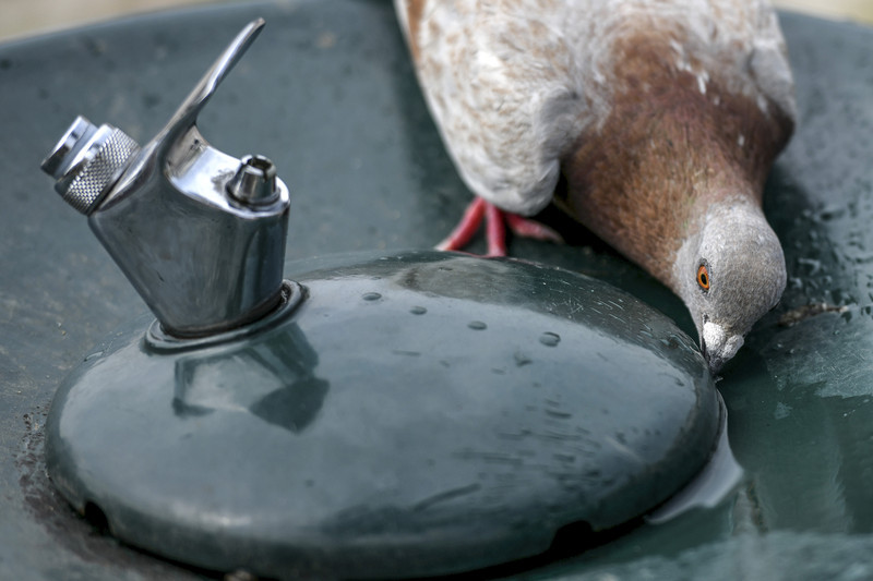 Portugal prijavio više od hiljadu smrtnih slučajeva u jeku toplotnog talasa