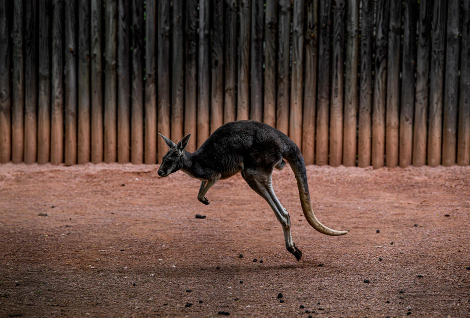 Danska policija u potrazi za odbjeglim kengurom