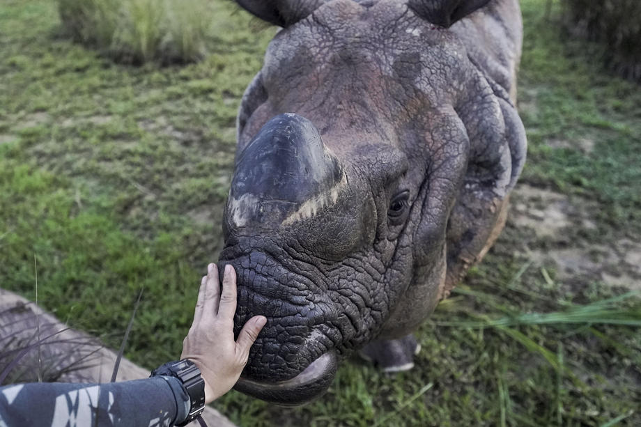 U Južnoj Africi ove godine povećan broj ubijenih nosoroga