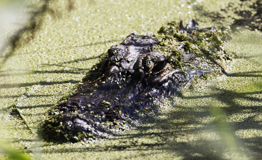 Aligator morao biti usmrćen zbog povreda koje su mu nanijela djeca