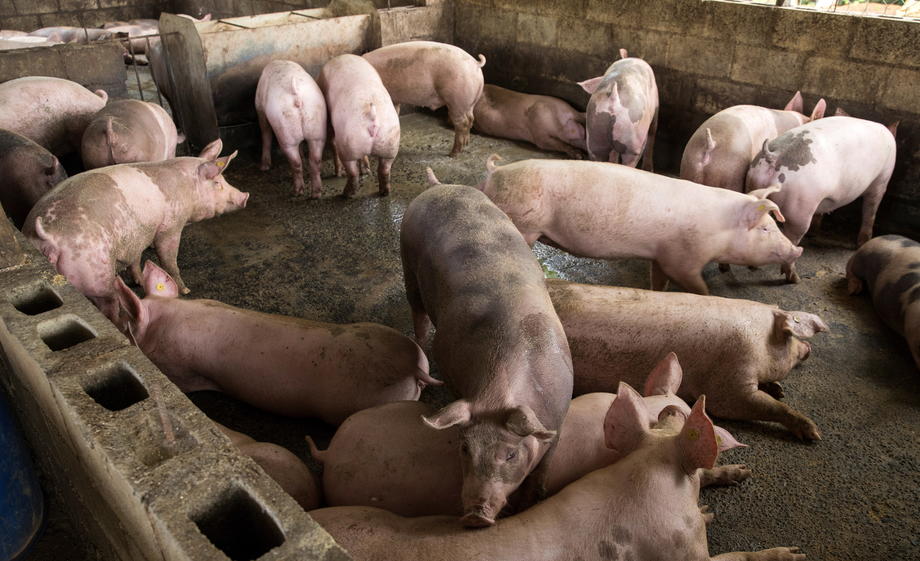 Potvrđena pojava afričke svinjske kuge u S. Makedoniji, zabranjen lov na svu divljač