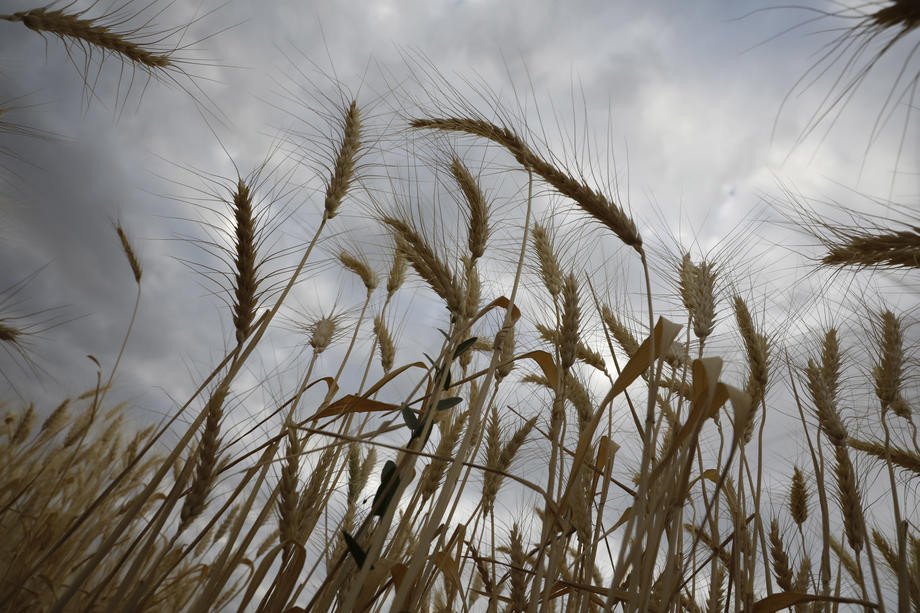 EU poziva Rusiju da poništi odluku o prekidu učešća u sporazumu o žitu