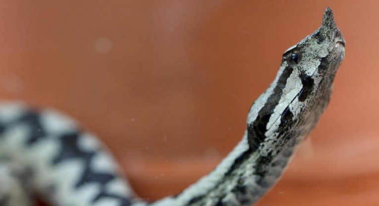 Poziv na oprez: Jučer u konjicu zabilježena tri ujeda zmije
