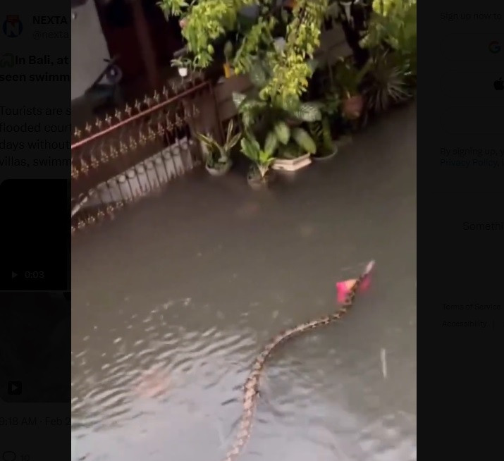 Ogromne zmije plivaju ulicama Balija