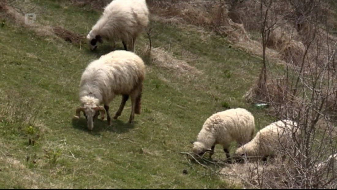 Panel u Zenici: Prevencija, priprema i odgovor na zoonoze – stručnjaci upozorili na rizike i ponudili rješenja